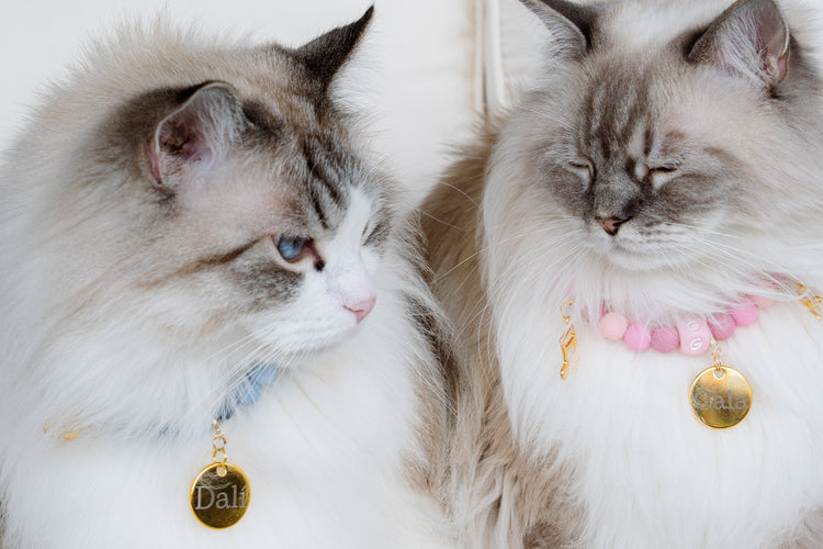 Accesorios para gato