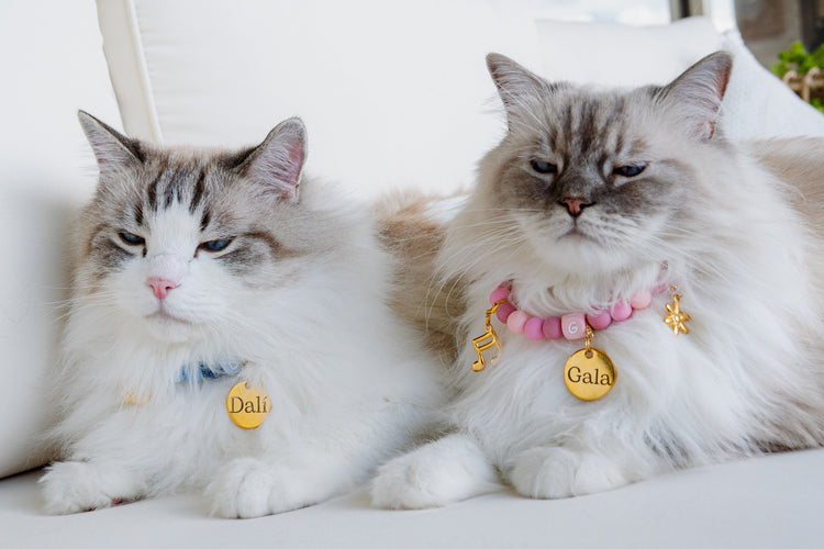 Signature Collars Gato