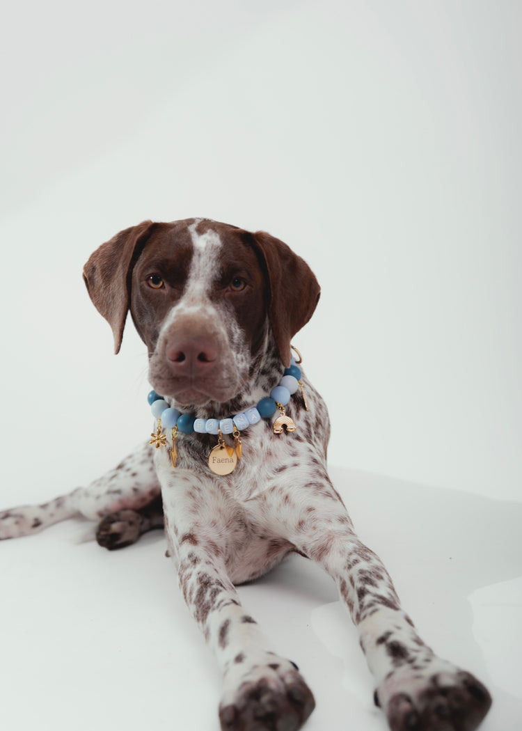 Accesorios para perro