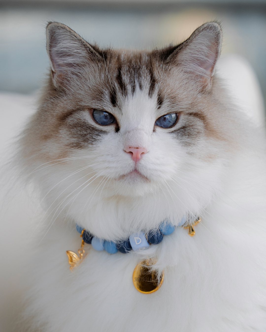 Signature Collar Gato Azul