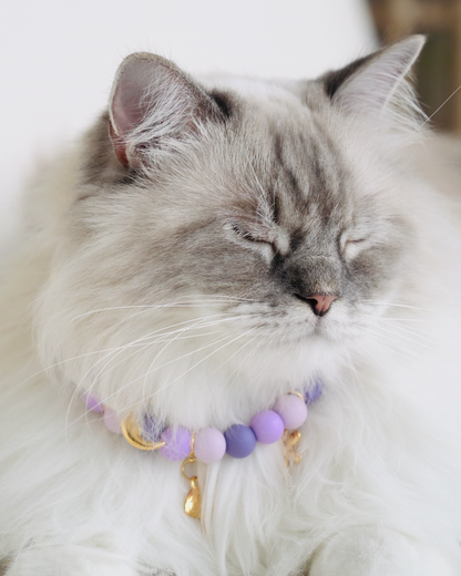 Signature Collar Gato Morado