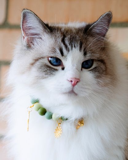 Signature Collar Gato Verde