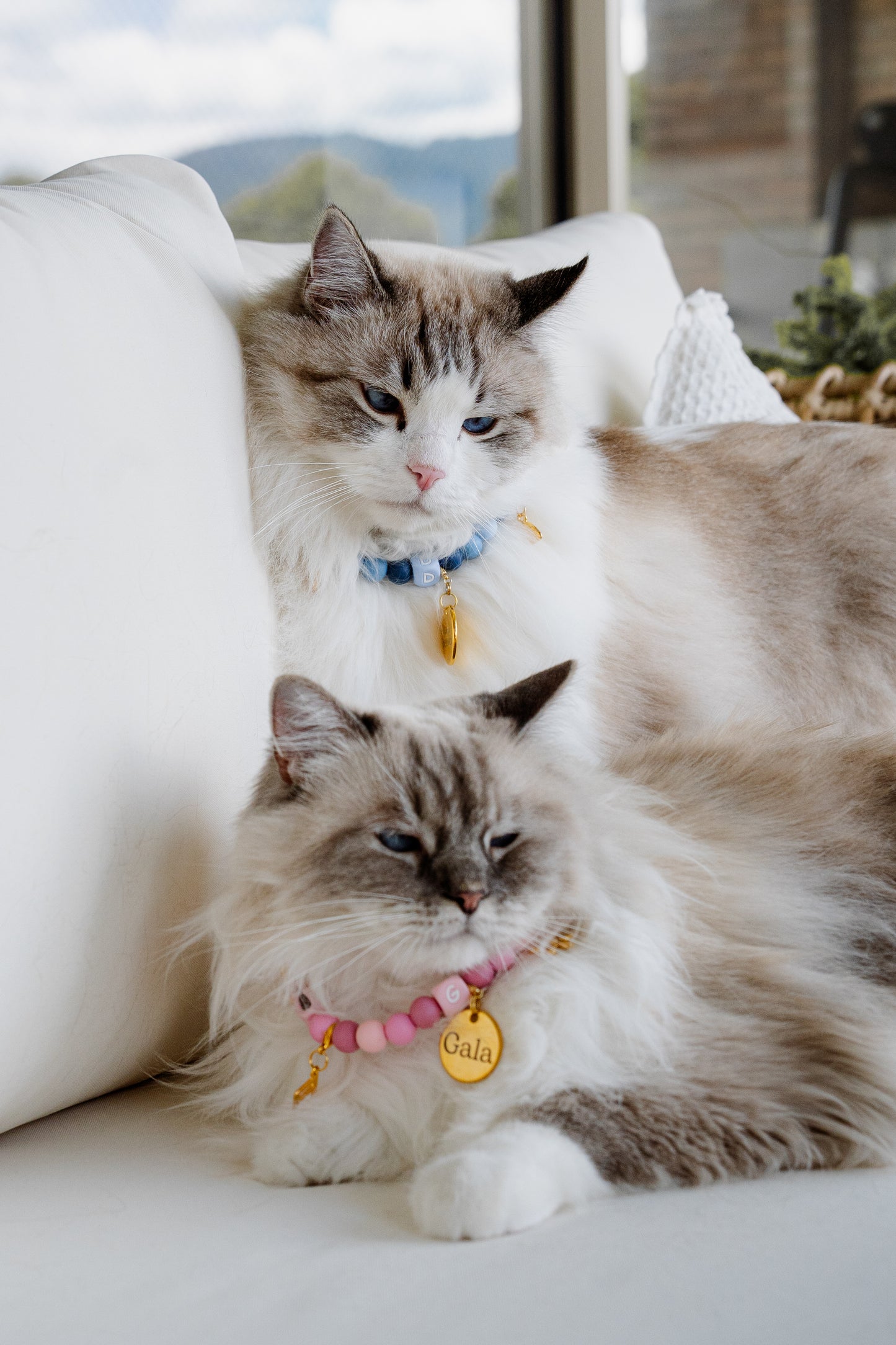 Signature Collar Gato Nude