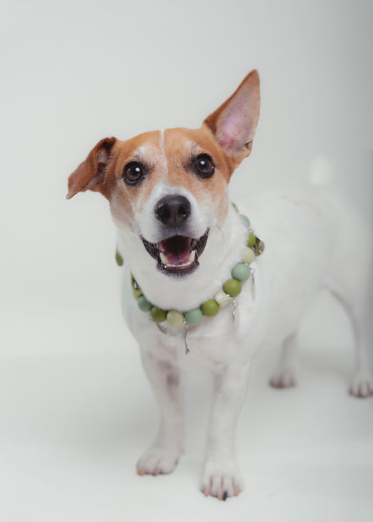 Signature Collar Verde