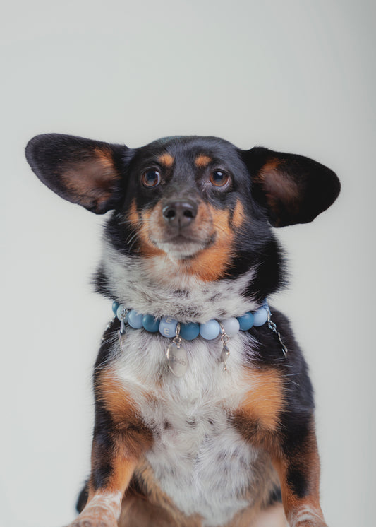 Signature Collar Azul