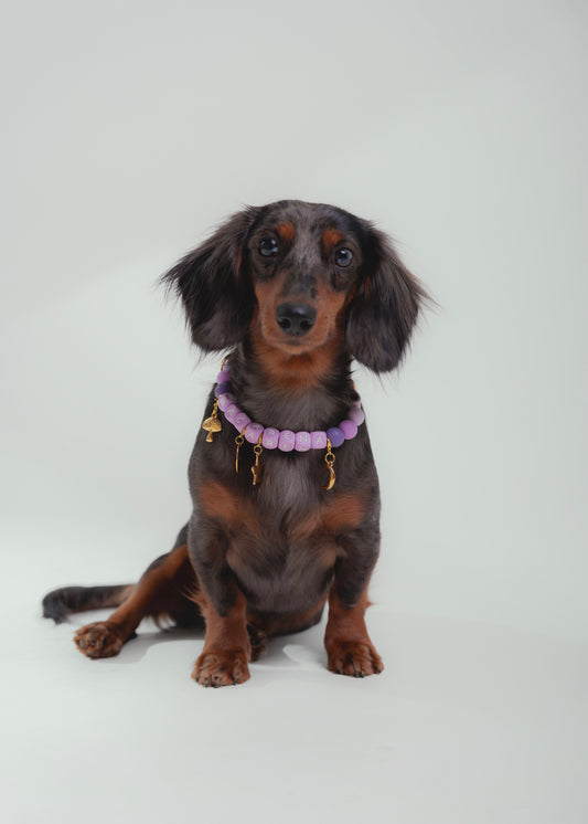Signature Collar Lila